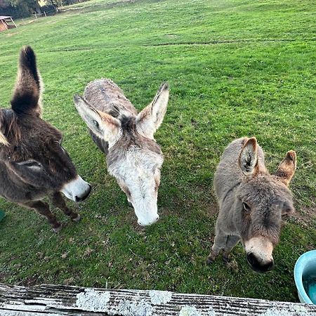 Willa Les Perruchons Ancienne Grange Renovee Avec Soin Ozolles Zewnętrze zdjęcie